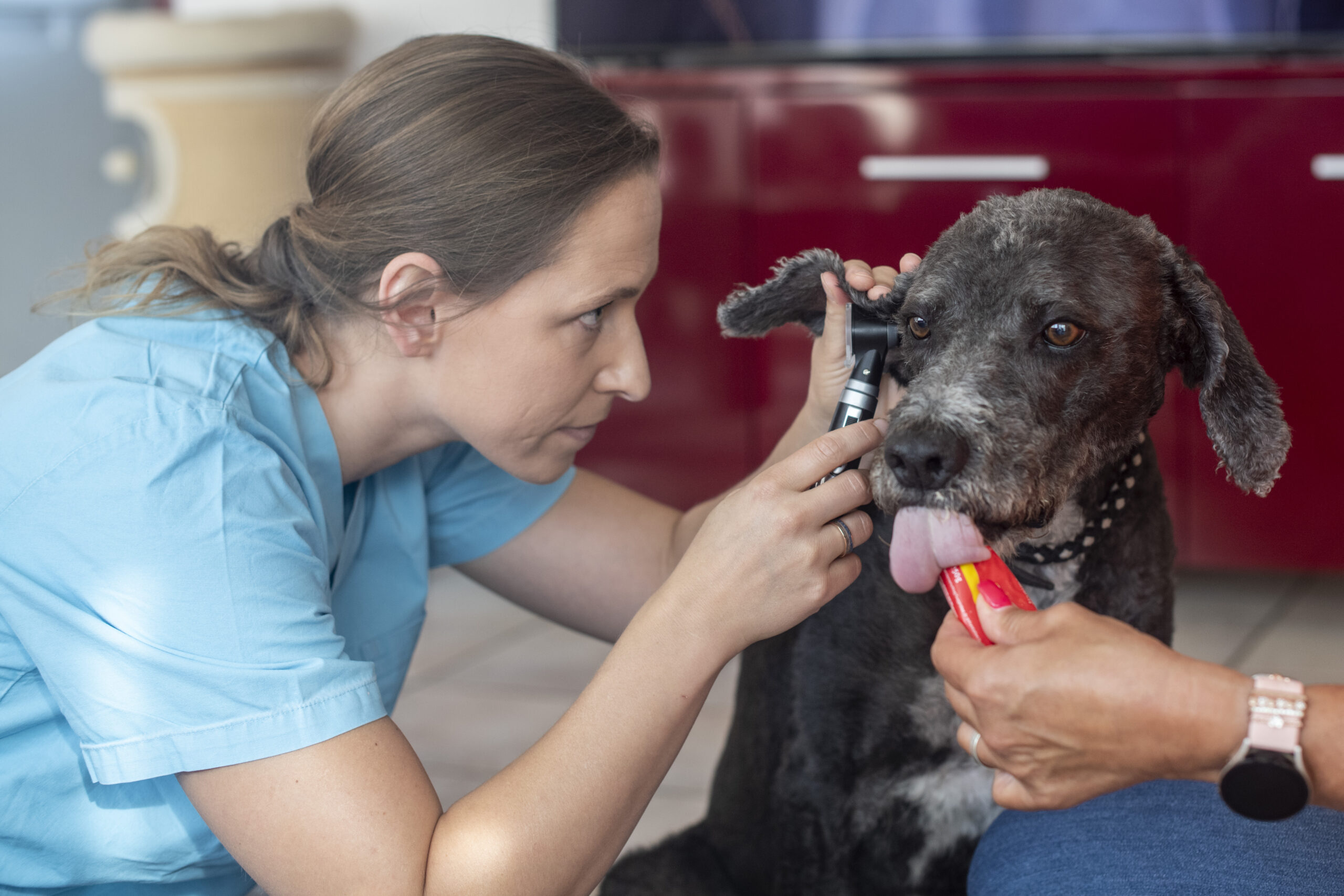 Mobile Tierärztin untersucht Ohren eines Hundes beim Hausbesuch
