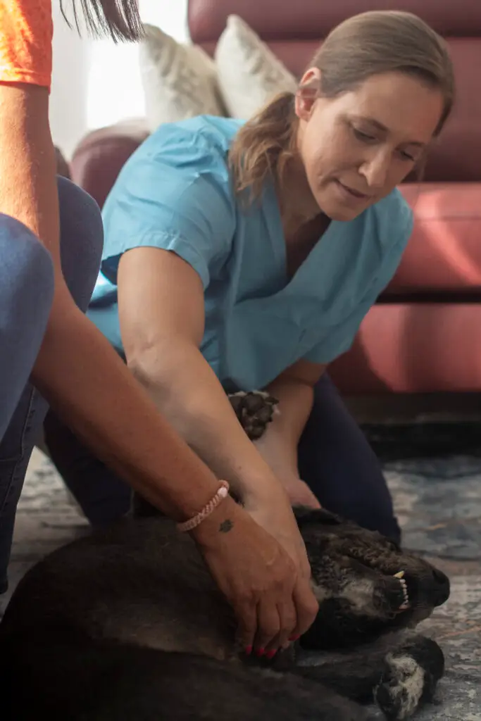 Mobile Tierärztin untersucht Hund im Liegen