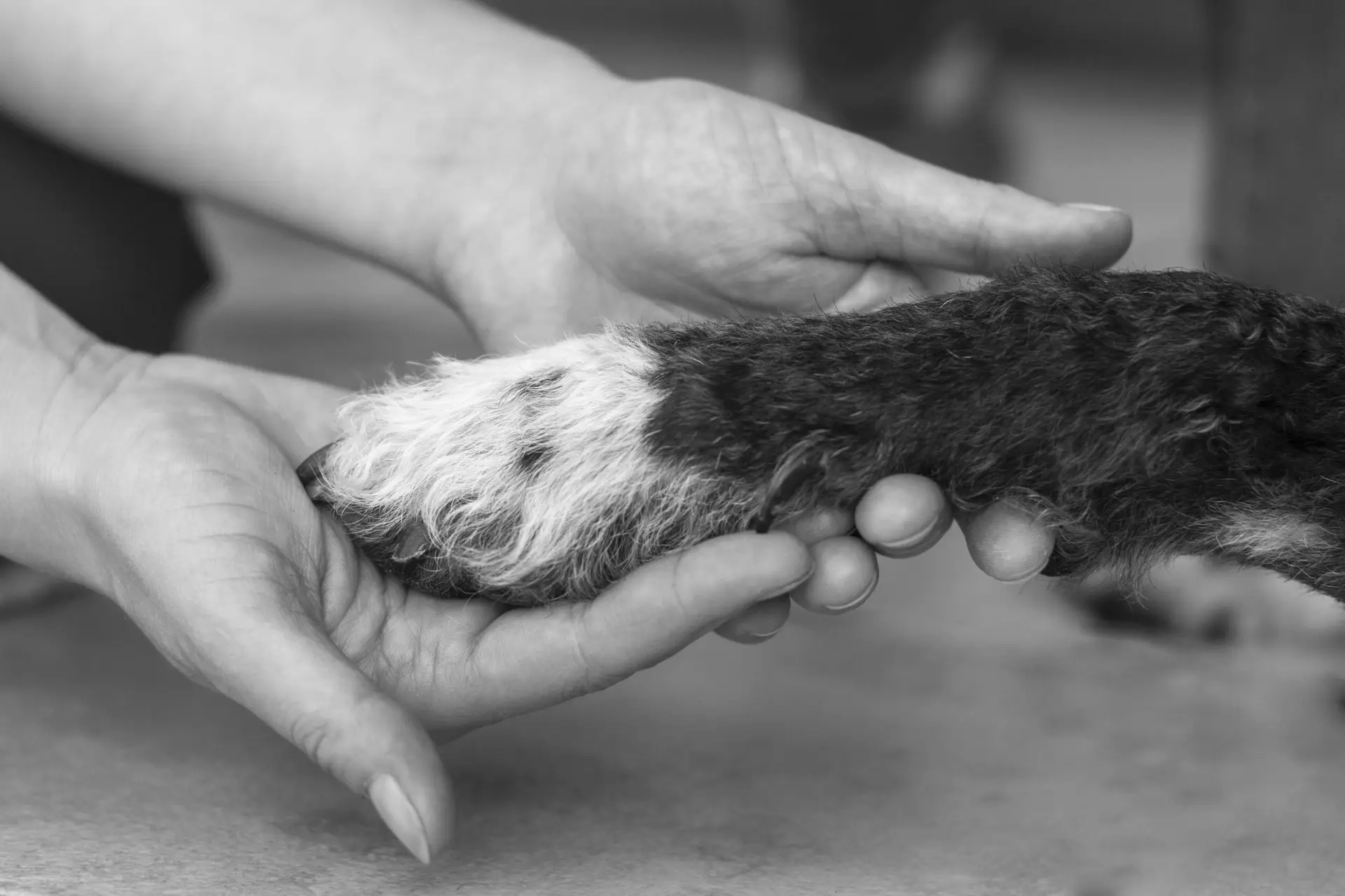 Mobile Tierärztin hält Pfote des Hundes liebevoll in der Hand