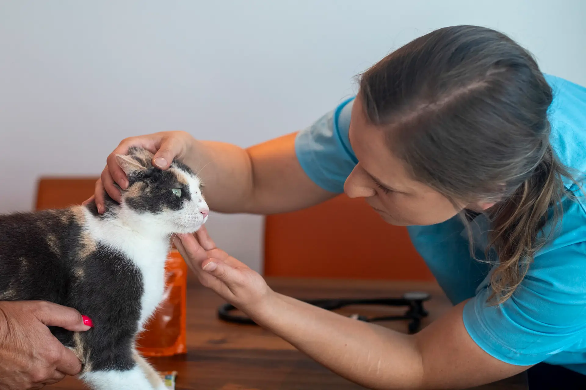 Mobile Tierärztin untersucht Katze zuhause