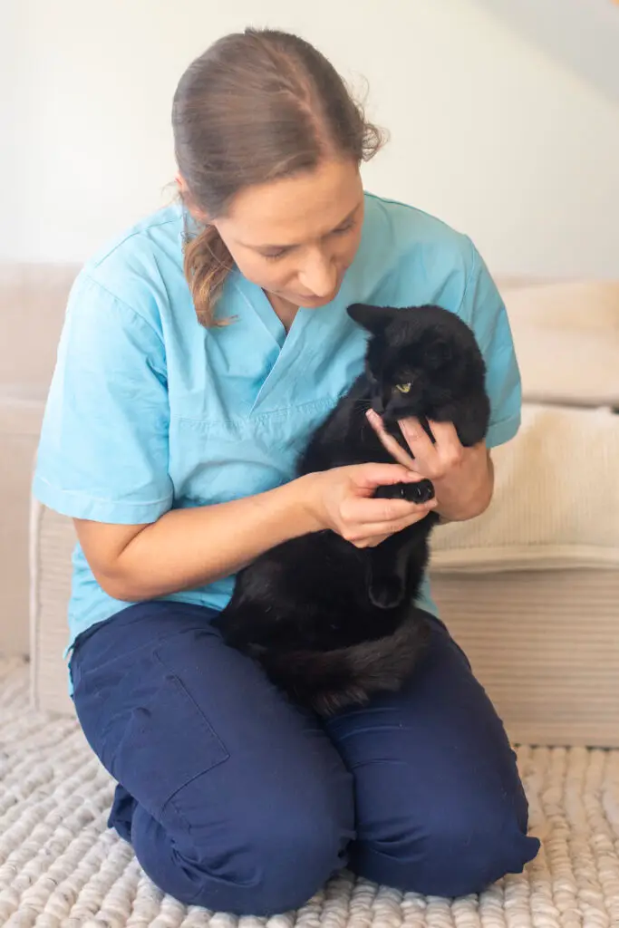 Mobile Tierärztin schaut Krallen der Katze an