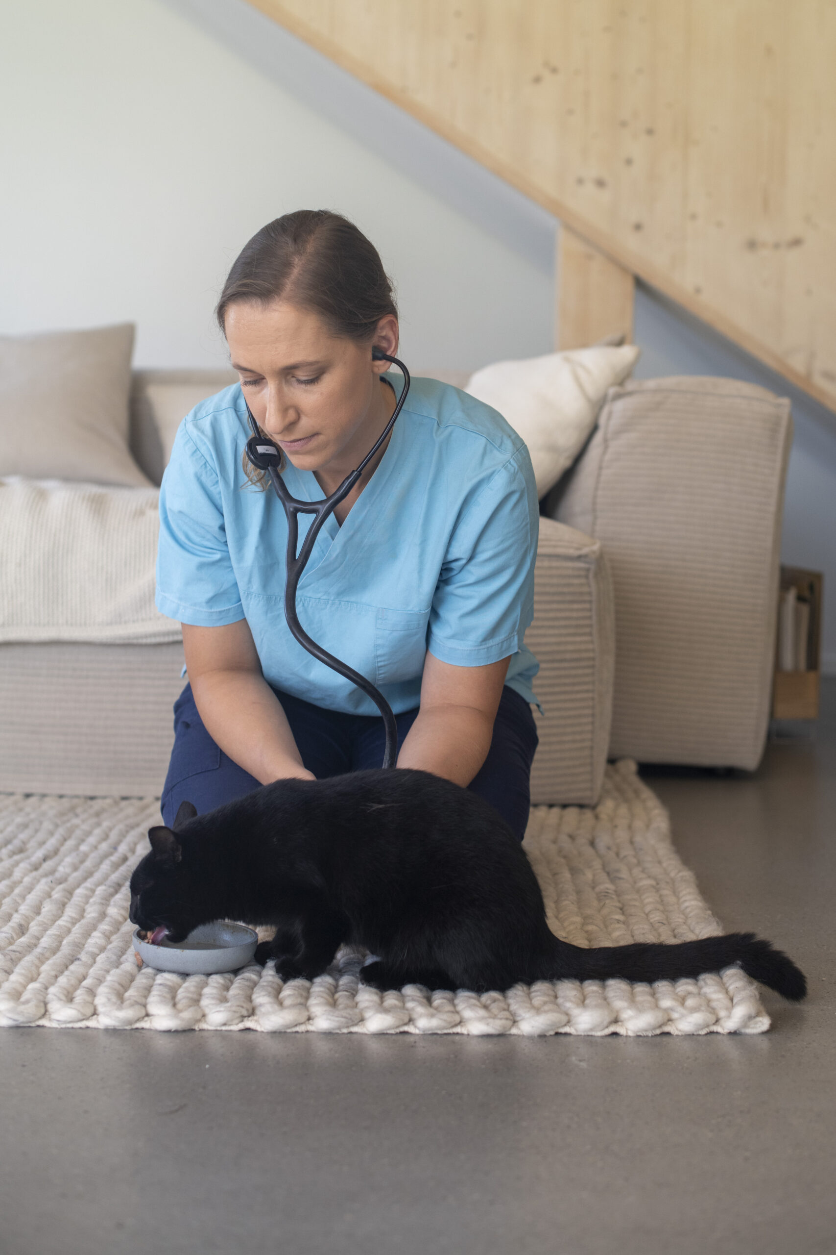 Tierärztin untersucht Katze nach FearFree Prinzipien mit Futterangebot
