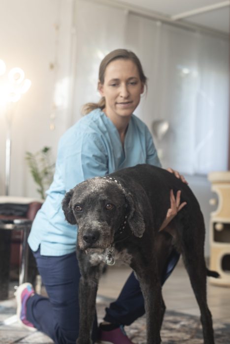 Mobile Tierärztin Bauchabtasten Hund2 Mobile Tierärztin tastet den Bauch des Hundes ab im Hausbesuch