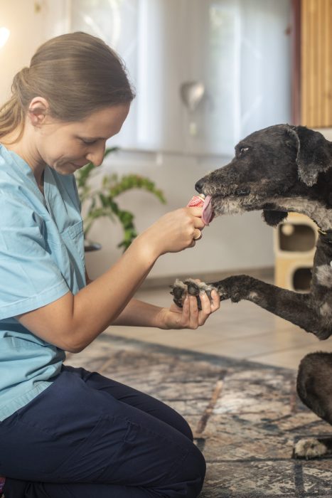 Mobile Tierärztin untersucht Pfote des Hundes im Hausbesuch