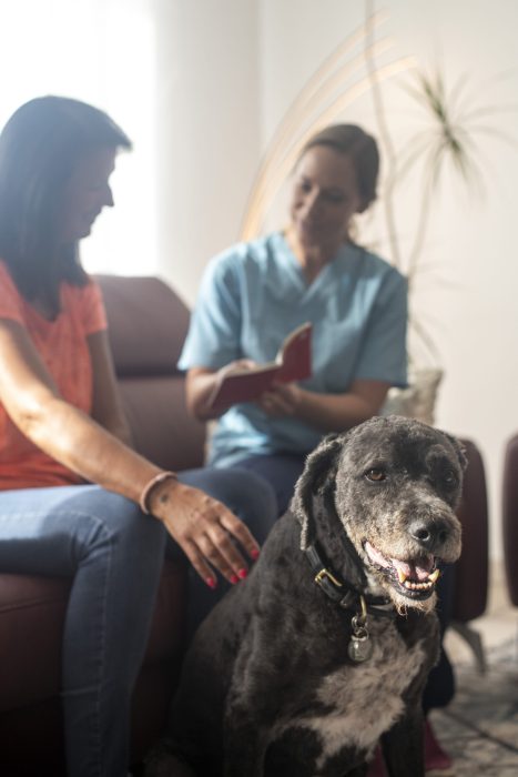 Mobile Tierärztin bespricht Impfbuch des Hundes mit der Hundehalterin